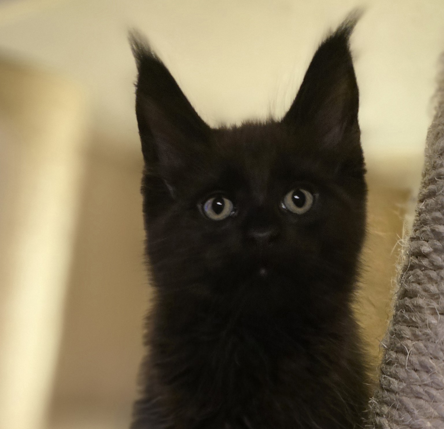 Caesar of Beauty Tiara Team